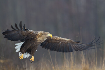 Majestic predator White-tailed eagle, Haliaeetus albicilla in Poland wild nature	