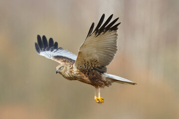 Flying Birds of prey Marsh harrier Circus aeruginosus, hunting time Poland Europe