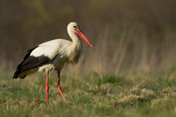 Bird White Stork Ciconia ciconia hunting time summer in Poland Europe	