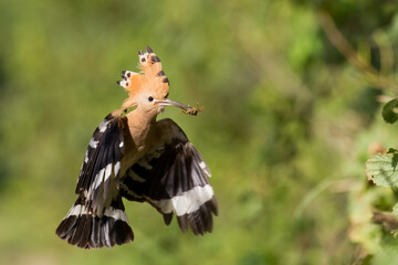 Bird Hoopoe Upupa epops, summer time in Poland Europe	