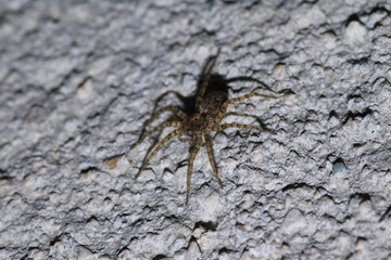 agelena labyrinthica spider macro photo