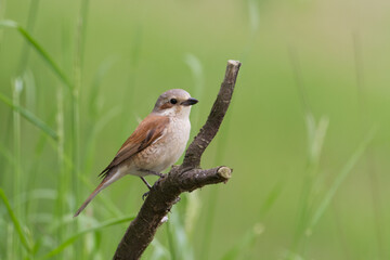 Bird - red-backed shrike Lanius collurio hunting time, female bird sitting on the branch, Poland Europe summer time