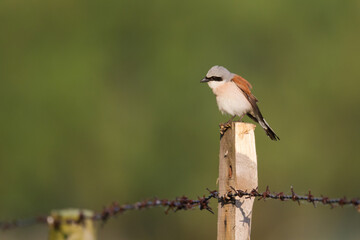Bird - red-backed shrike Lanius collurio hunting time, male bird sitting on the branch, Poland Europe summer time