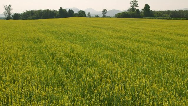Sunn Hemp field with clearly  atmosphere, crop rotation to improve soil health, optimize nutrients in the soil, and  avoid pests and weed pressure.