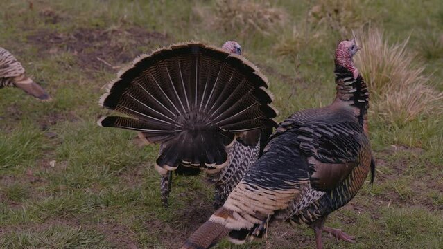 Wild Turkey With Tail Feathers Fanned Out