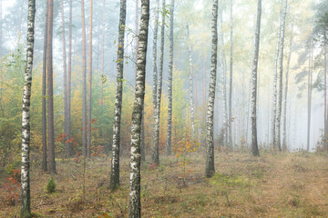 Autumn landscape misty foggy day in Knyszyn Primeval Forest, Poland Europa birch trees	