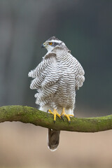 Birds of prey Goshawk Accipiter gentilis juvenile bird hunting time Poland Europe adult male bird sitting on the branch