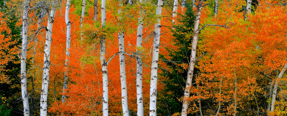 Aspen Birch Trees in Autumn Falls with White Trunks Foliage Forest