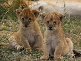 Lion Cubs