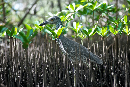 A baby great blue heron sits among mangroves in Florida.