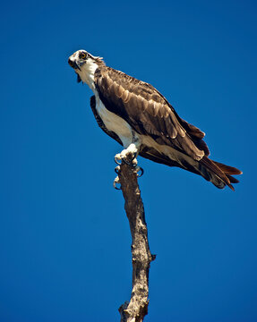 An osprey perches atop a tree branch in Florida.