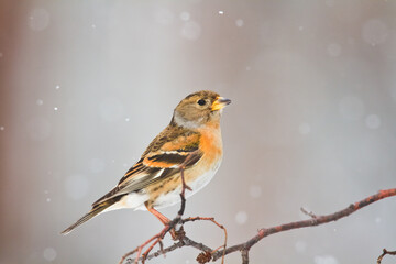 Bird Brambling ( Fringilla montifringilla ) on blurred background female	