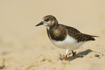 bird - Ruddy Turnstone migratory Arenaria interpres shorebird, migratory bird, Poland Europe Baltic Sea