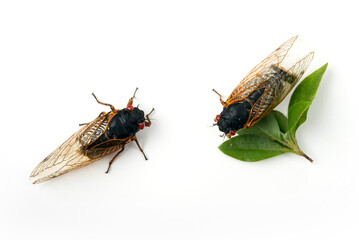 A detailed view of a Brood II Cicada insect.