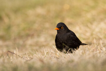 male Blackbird Turdus merula on the forest puddle amazing warm light sunset sundown	