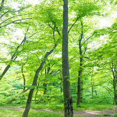 Fototapeta premium Green forest with trees