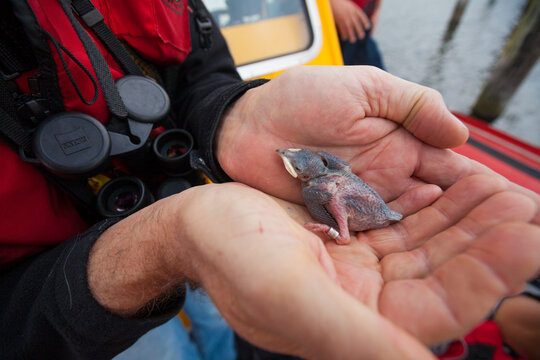 Researcher holding banded purple martin (Progne subis) chick, BC Purple Martin Recovery Program, Crescent Beach, British Columbia, Canada