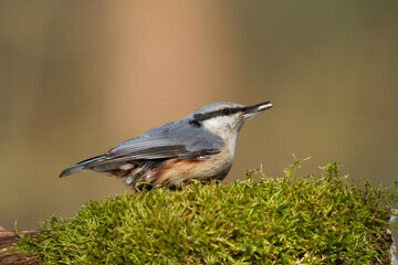 Bird Nuthatch Sitta europaea small bird in forest, Poland Europe