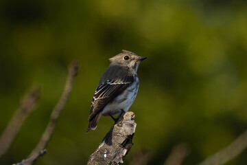 Fototapeta premium 西日から身を隠すエゾビタキ