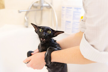 Black oriental cat washing in bath