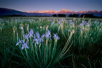 Wildflowers at Sunrise near Bishop, California