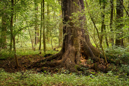 Diseased tree in the forest © Joachim Heller