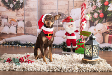 Cute brown Pinscher dog with Santa Claus cap and bandana in Christmas themed setting