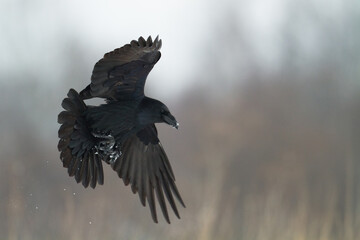 Bird Common Raven Corvus corax, dark style big black scary bird flying, Helloween	