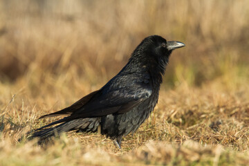 Bird Common Raven Corvus corax, dark style big black scary bird flying, Helloween	