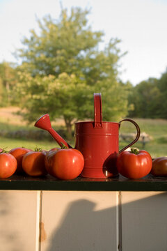 A red watering can and red tomatoes on a window sill.