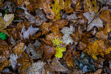 Yellow fallen maple leaves on the ground after autumn rain