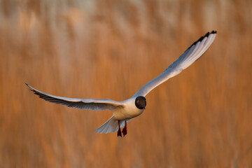 Bird black-headed gull Chroicocephalus ridibundus in flight spring time Poland, Europe