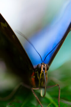 A close up macro photograph of a Blue Morph butterfly.