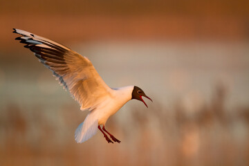 Bird black-headed gull Chroicocephalus ridibundus in flight spring time Poland, Europe