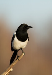 Bird - Common magpie Pica pica, very smart and clever bird with black and white plumage on blurred background