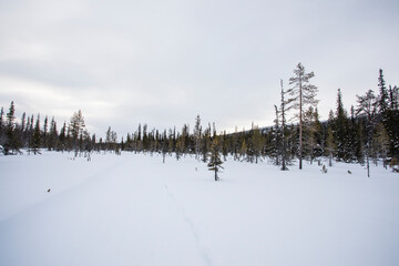 Winter landscape in Pallas Yllastunturi National Park, Lapland, Finland