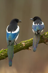 Bird - Common magpie Pica pica, very smart and clever bird with black and white plumage on blurred background	