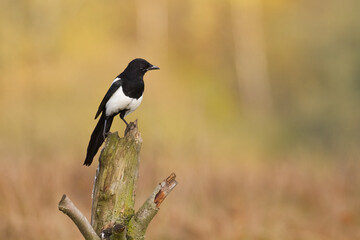 Bird - Common magpie Pica pica, very smart and clever bird with black and white plumage on blurred background	