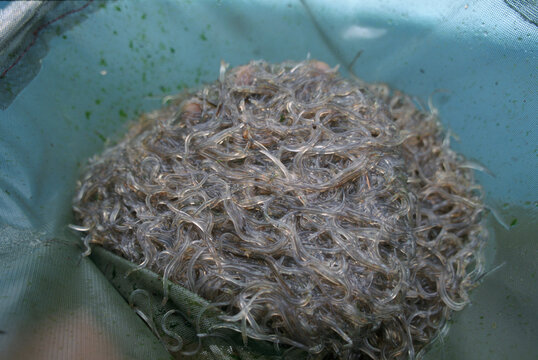 container of elvers