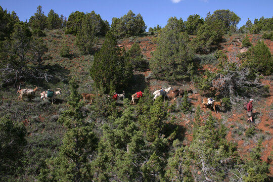 Goat Packing in Lander, Wyoming