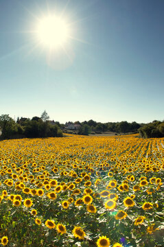 Rows of golden sunflowers under bright sunlight in a typical French field.