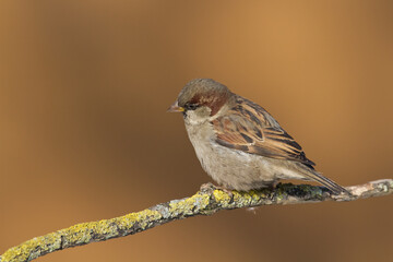 Bird - House sparrow Passer domesticus sitting on the branch