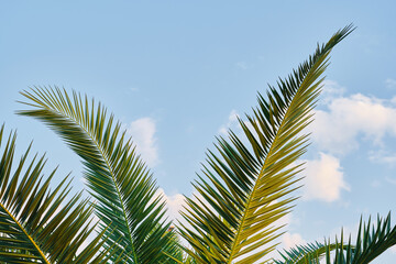 Fototapeta premium Palm leaves close-up against the background of blue sky, screensavers and background for advertising, wallpaper idea. Summer holidays on the mediterranean sea.