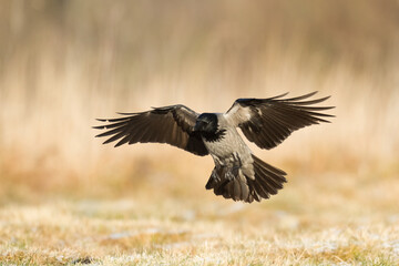 Bird - flying Hooded crow Corvus cornix in amazing warm background Poland Europe