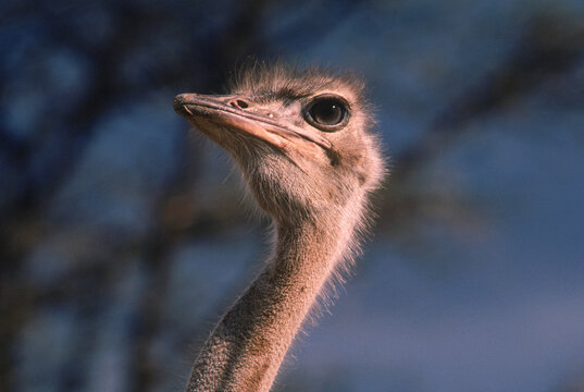 wildlife