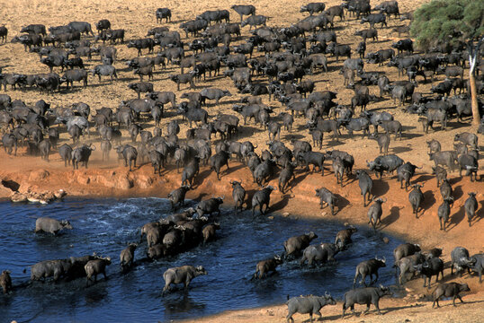 Herd of Cape buffalo, Kenya.