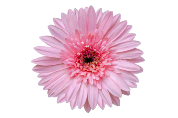 Pink flower Isolate on transparent background PNG file
