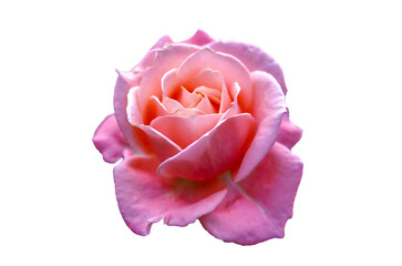 pink rose Isolate on transparent background PNG file