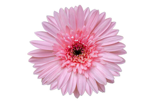Pink flower Isolate on transparent background PNG file