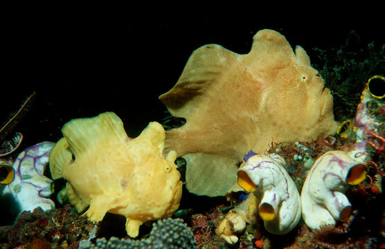 Two Giant frogfishes, Antennarius commersonii, Indonesia, Indian Ocean, Komodo National Park
